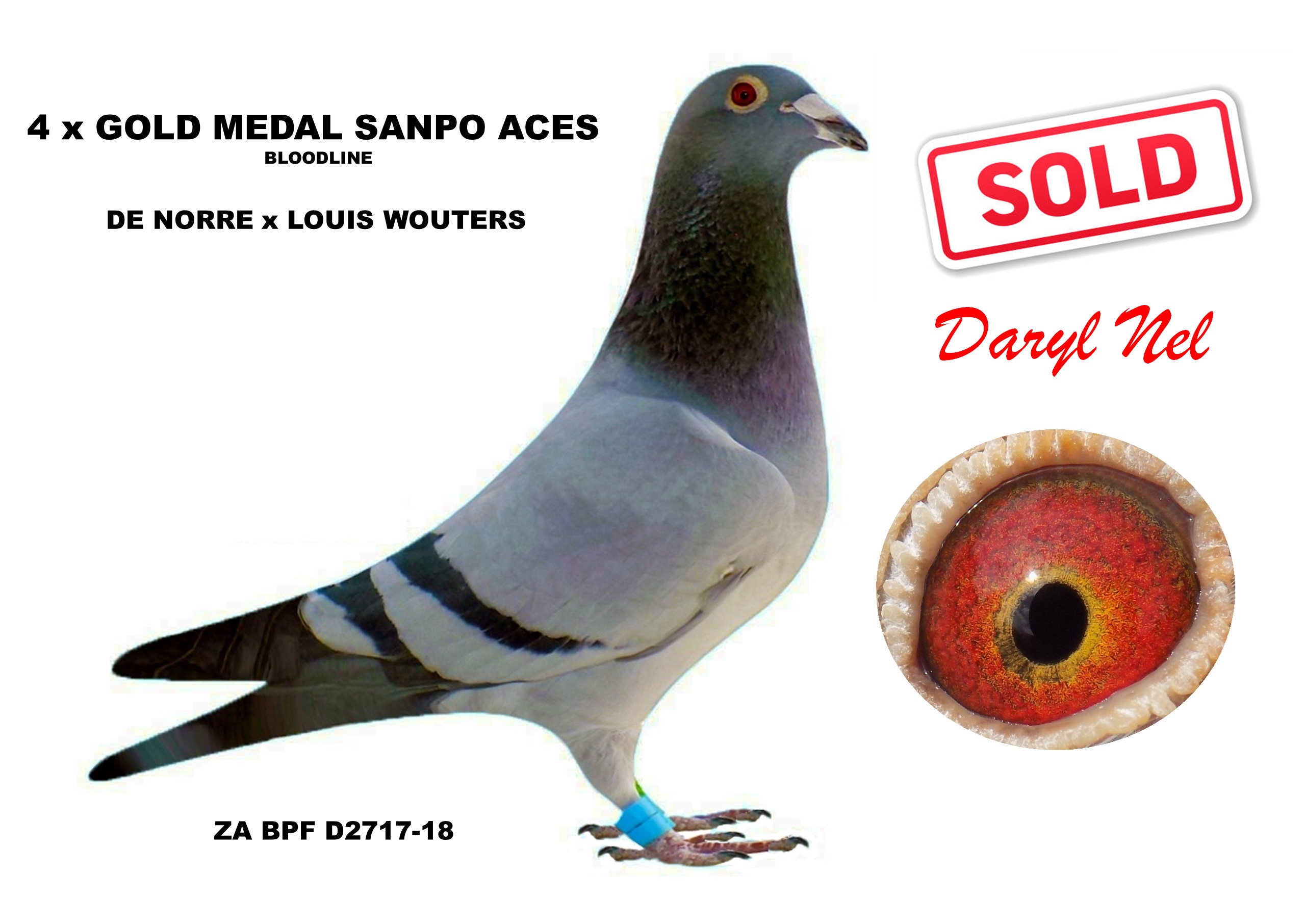 Sold Daryl Nel Sanpo Aces 2717