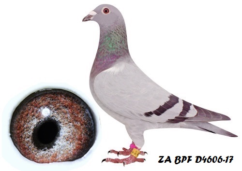 ZA BPF D 4606-17 ZA BPF D 4606-17