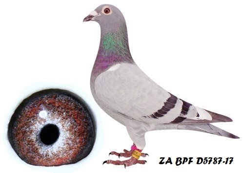ZA BPF D 5787-17 ZA BPF D 5787-17