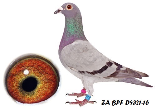 ZA BPF D4321-16 ZA BPF D4321-16